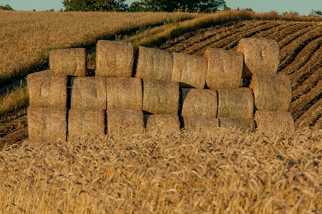 Agroturystyka – zanim wyjedziesz poznaj kilka faktów