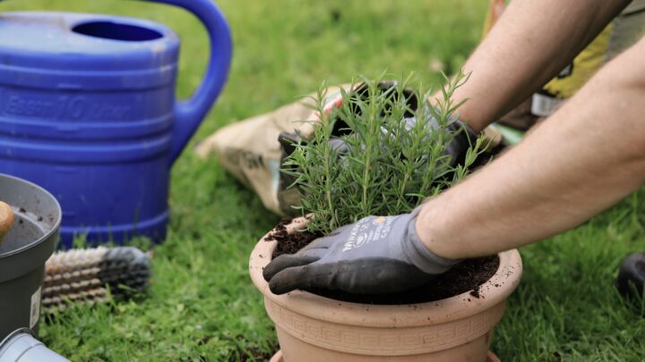 Uprawa ziół na sprzedaż – Przewodnik do rozpoczęcia dochodowej plantacji przypraw
